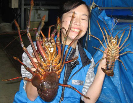 鸟羽水族馆巨型龙虾重超2公斤