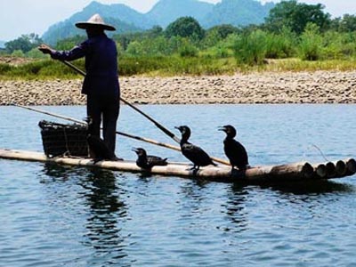 长良川夏季的一道风景 鸬鹚捕鱼
