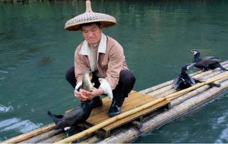 长良川夏季的一道风景 鸬鹚捕鱼