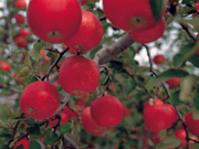日本人情有独钟的水果 11月份的红苹果