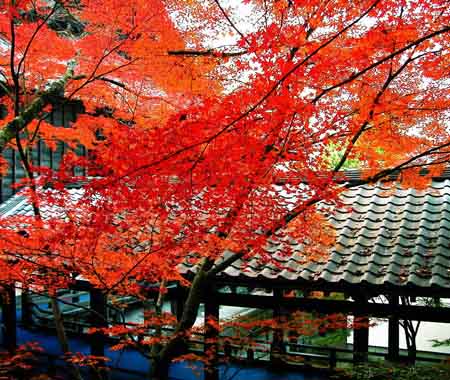 感受日本最美的季节——绚烂多姿的秋天
