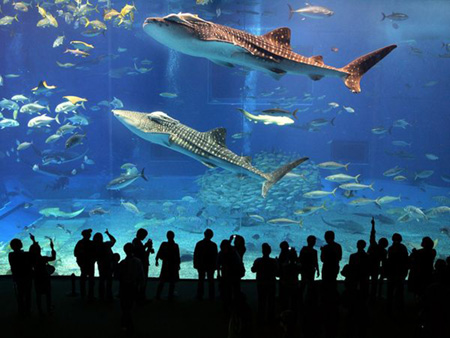 不可错过的游览胜地 日本冲绳美之海水族馆