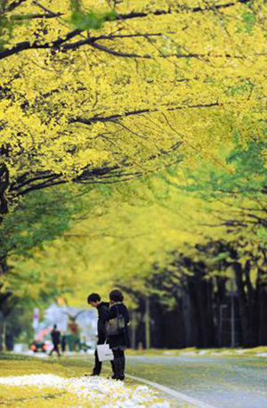 札幌市银杏染黄的秋冬