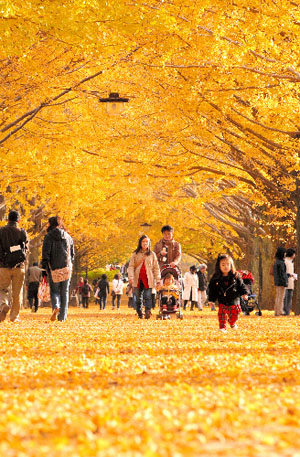 东京昭和纪念公园 “黄金”铺成的幸福之路