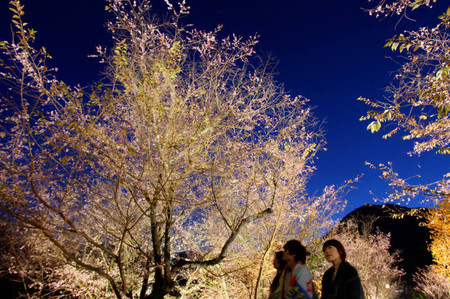 琦玉县神川町城峯公园开放灯光下的冬樱观赏