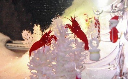 青森市水族馆开始展示圣诞虾 圣诞旅游旺季到来