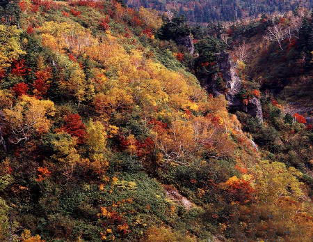 森林浴的森林之一 美女平