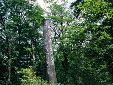 森林浴的森林之一 美女平
