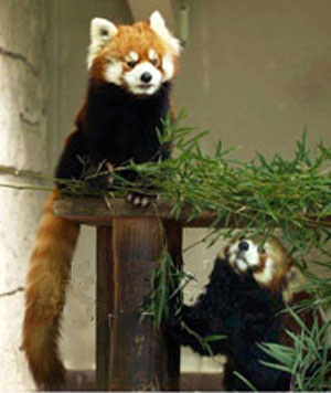 川崎市动物园小熊猫夫妇同日早晨双双归西