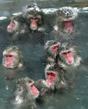动物也爱温泉 函馆植物园百只日本猴泡温泉过冬