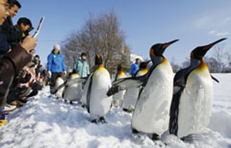 北海道旭山动物园开始冬季企鹅散步活动
