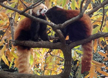 横滨动物园恩爱小熊猫夫妇 每日上演热吻人气飙升
