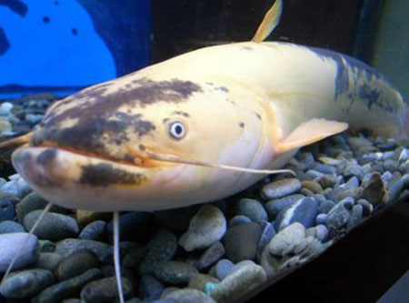 纪之川支流发现金色鲶鱼