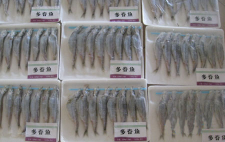 北海道的多春鱼产量增加