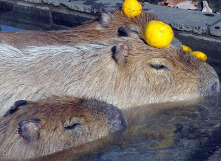 冬至泡一泡冬天不感冒 水豚母子享受柚子浴 日本通