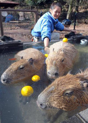 “冬至泡一泡 冬天不感冒”水豚母子享受柚子浴