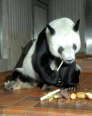 东京上野动物园为明年将再次接收中国大熊猫征日本名