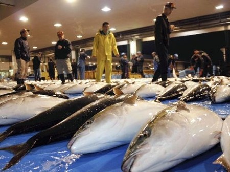富山县进入寒鰤鱼的捕捞季 首日就获大丰收