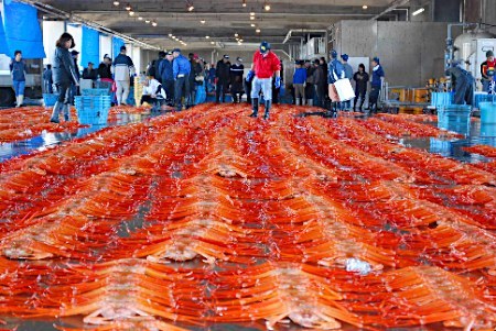 富山县进入津和井蟹的捕获季 正是食用的好时期