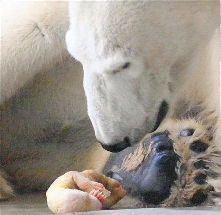 兵库县动物园诞生2只北极熊
