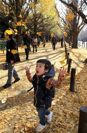 东京北青山神宫外苑落叶纷飞 吸引了众多家庭前往
