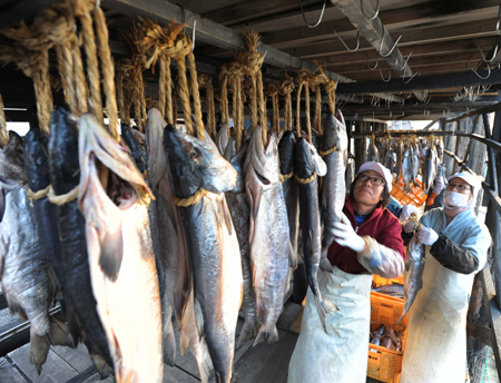北海道开始风干鲑鱼 将作为礼品在东京销售