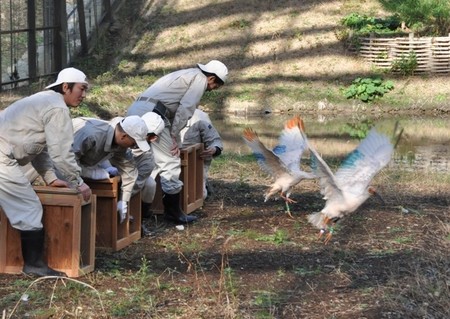 日本开始进行第四次朱鹭放生的训练