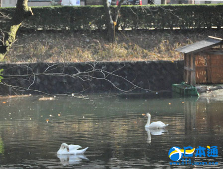 富山县一公园内发现两只天鹅疑似感染禽流感而死