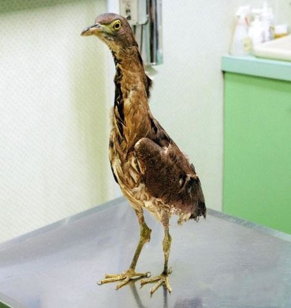 民房内被发现并保护的濒危鸟类栗头鳽将被送往冲绳越冬