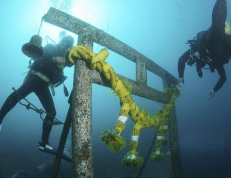 千叶县为海底神社挂上新年的注连绳装饰