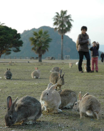 兔年将至 兔子乐园大久野岛吸引众多游客