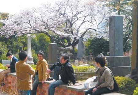 在日本墓地中赏樱花