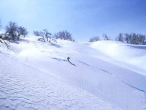 北海道雪公园Kiroro滑雪乐园