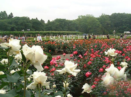 日本最大的植物公园 神代植物公园