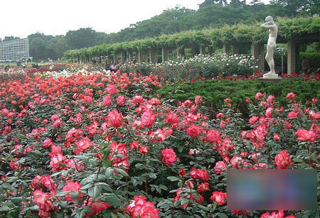 日本最大的植物公园 神代植物公园