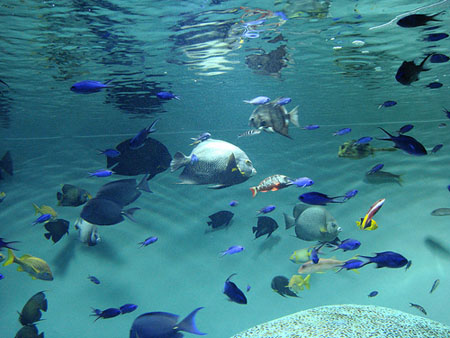 东京人造海滨公园 葛西临海公园