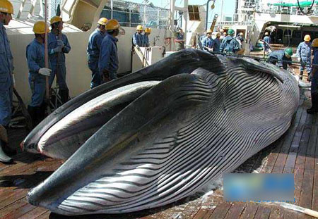 日本鲸鱼肉库存量创历史新高 消费市场低迷