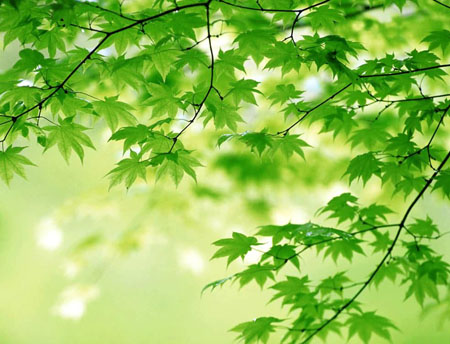 日本研究发现决定植物叶子形状的基因