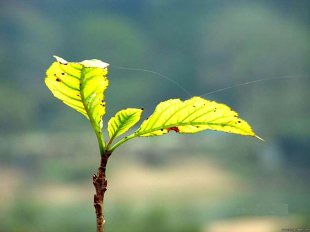 日本研究发现决定植物叶子形状的基因