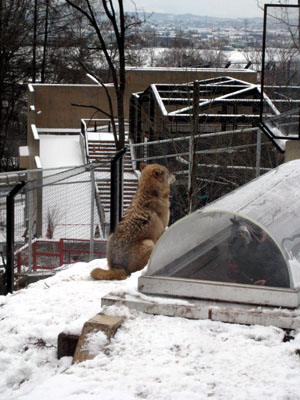 冬季动物明星 北海道旭山动物园人气大涨
