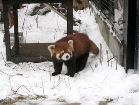 冬季动物明星 北海道旭山动物园人气大涨