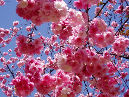 日本为什么称为“樱花之国 ”?
