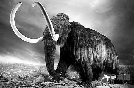 日本科学家称将借助克隆技术复活猛犸象