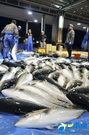 富山县冰见渔港举行“初竞” 新年渔获丰富