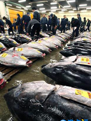 东京筑地市场举行“初卖” 历史最贵金枪鱼诞生