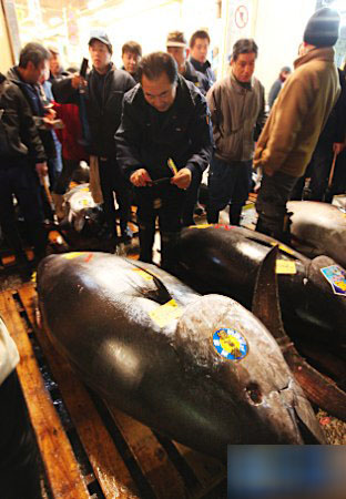 东京筑地市场举行“初卖” 历史最贵金枪鱼诞生