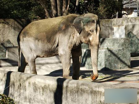 东京都大象“花子”迎来64岁生日 距离长寿记录仅一步之遥