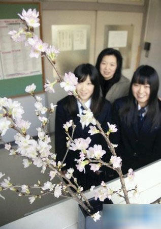 千叶县一高中的教员准备以满开的樱花鼓励考生