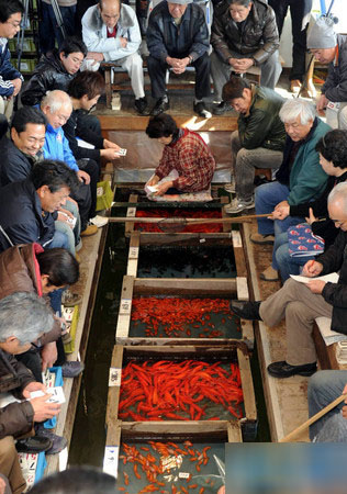 爱知县弥富市的东海观赏鱼市场举行金鱼新年初市