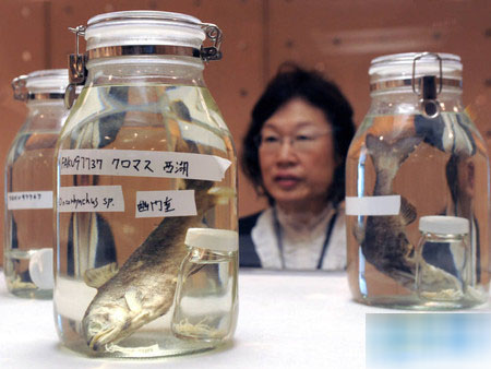 京都大学博物馆开始展示珍稀的国鳟标本